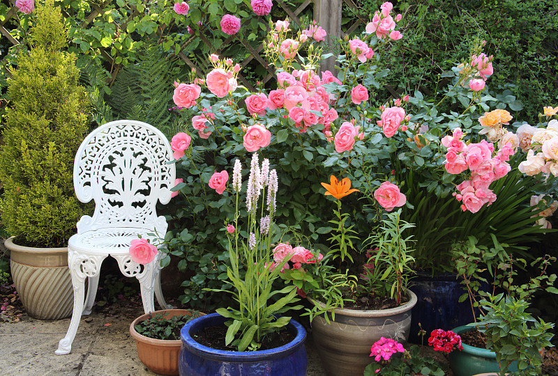 盆栽植物和玫瑰庭院在英国家庭花园。图片素材