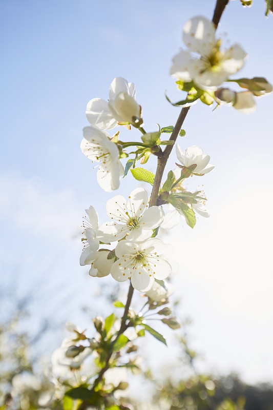 白色的樱花枝在春天的太阳和天空的映衬下图片素材
