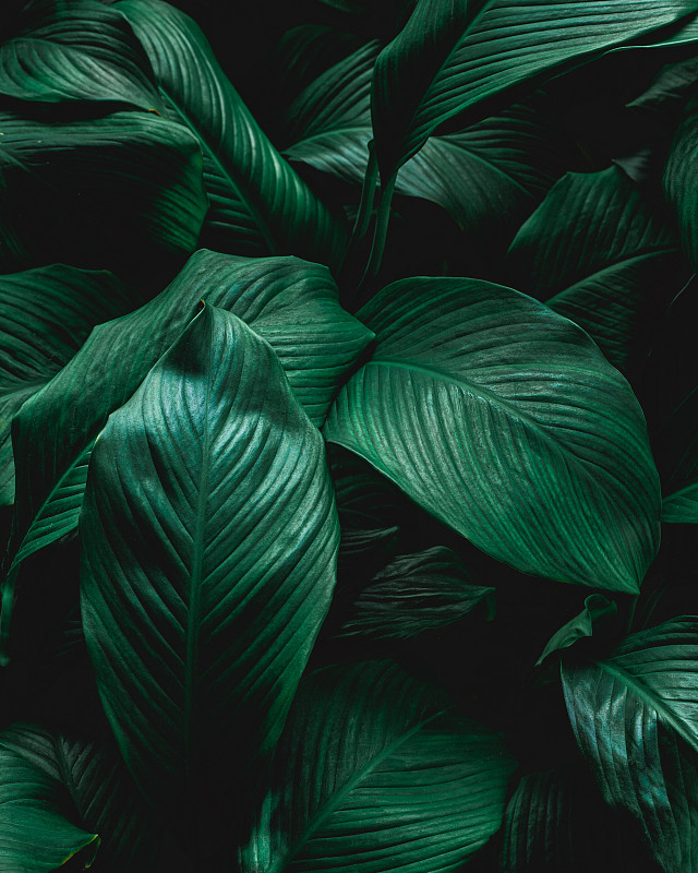 特写热带树叶背景的自然视图，深绿色壁纸概念。图片素材