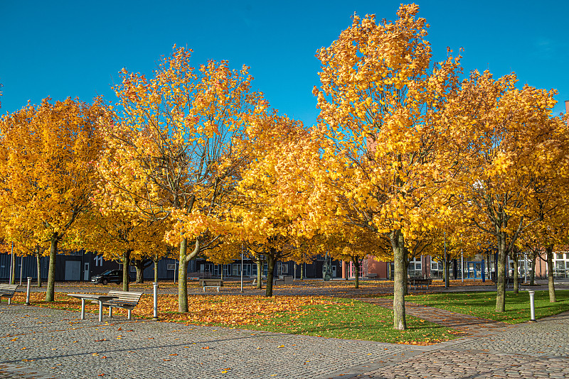 小公园里的树长着黄叶。图片素材