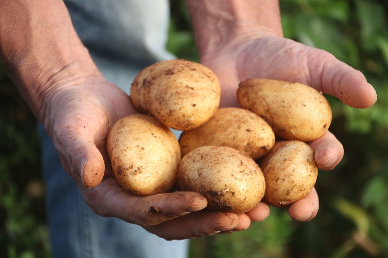 希腊，一个男人的手拿着新鲜采摘的土豆的特写图片素材