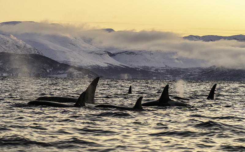 日落时分，一群虎鲸在挪威北部旅行。图片下载