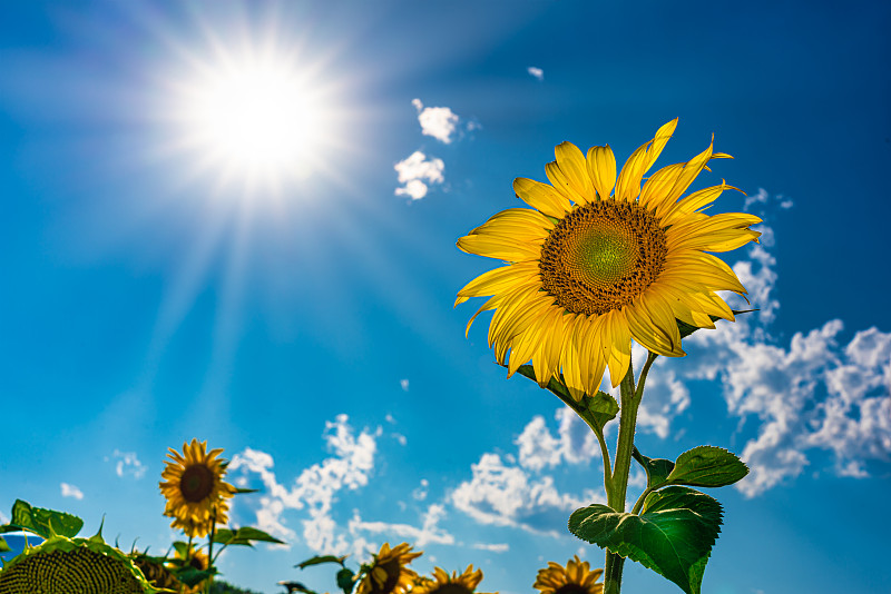 低角度的向日葵对天空和太阳图片素材
