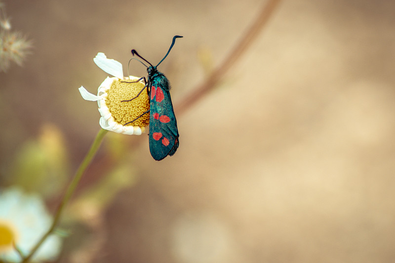 一个黑色昆虫与红色斑点的黄色花的特写图片下载