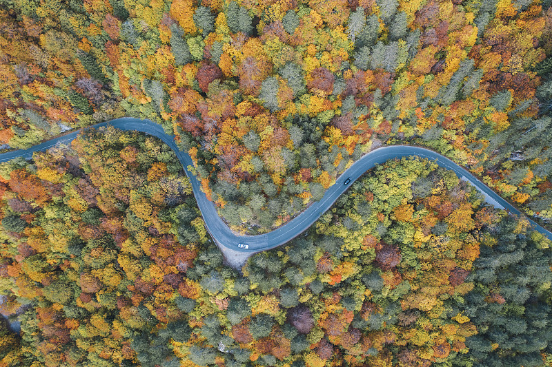 穿过秋天的森林图片素材