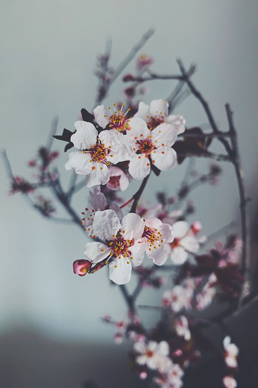 春天樱花的特写图片素材