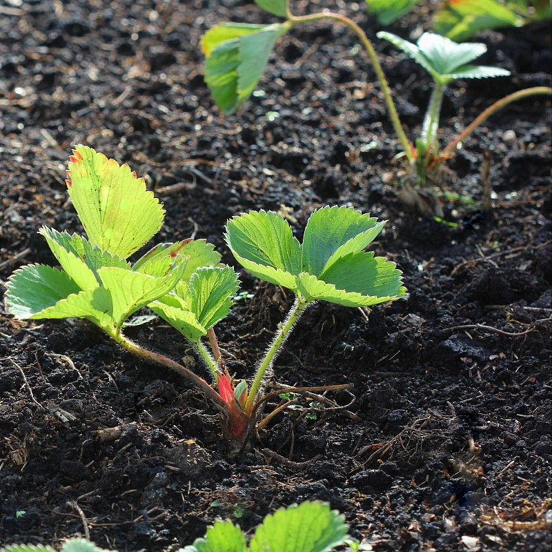 小草莓幼苗(发芽)在地面上的花园户外