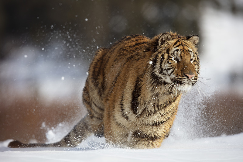 东北虎(panthera tigris altaica)在雪地上奔跑跳跃的特写图片下载