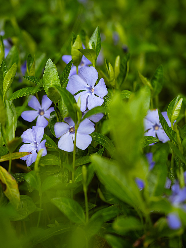 在明亮的绿叶之间盛开的蓝色长春花在春天的特写图片素材