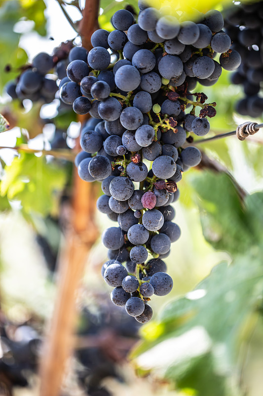 葡萄园里一串串成熟的葡萄图片
