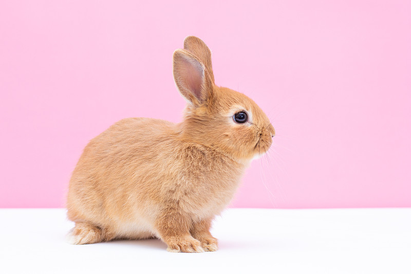 可爱的棕色小兔子在粉红色的背景图片下载