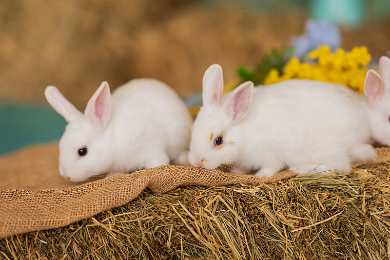 两只白兔正坐在干草上，旁边是一束蓝色和黄色的花。毛茸茸的动物,啮齿动物。复活节。象征2023年新年、圣诞节。图片下载