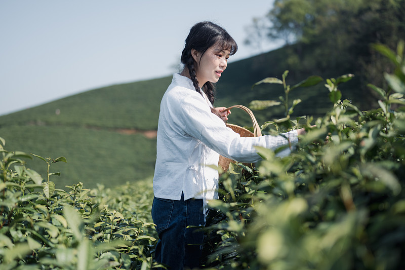 一位年轻的女茶农在茶园里采摘茶叶图片下载