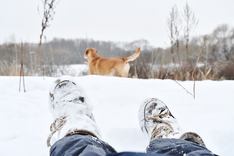 雪地上的狗的低段摄影图片