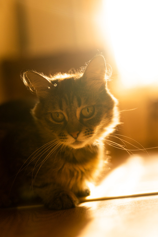 猫躺在阳光下看着相机摄影图片