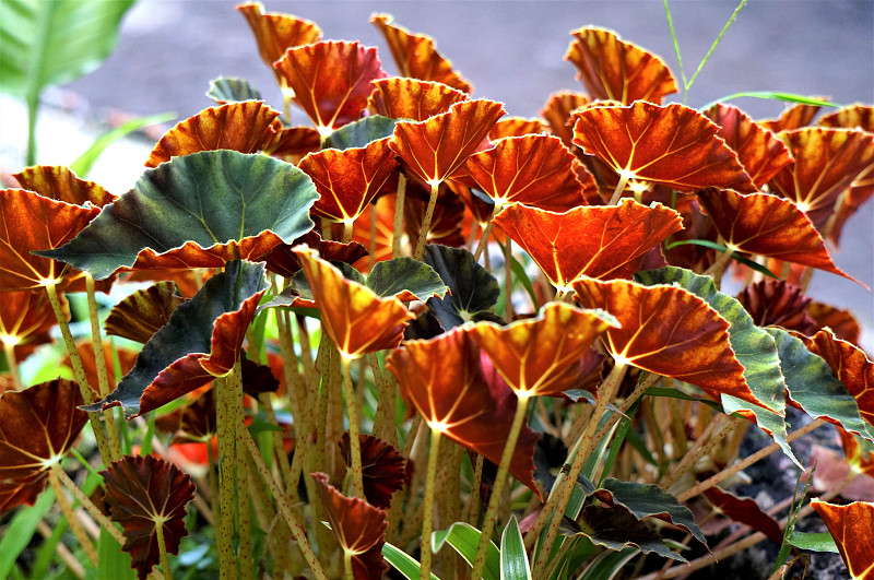 植物上橙色叶子的特写摄影图片