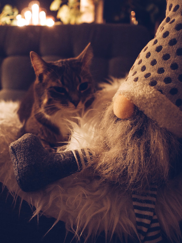 一只猫和圣诞老人在沙发上休息的特写摄影图片