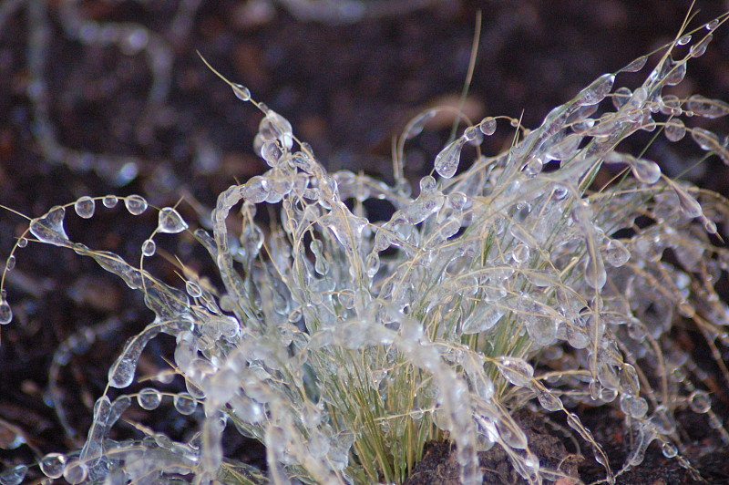 冰冻植物特写摄影图片