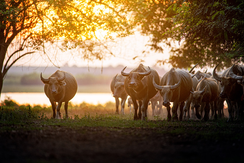 泰国水牛走过田野，伴着夕阳回家。高动态范围成像摄影图片