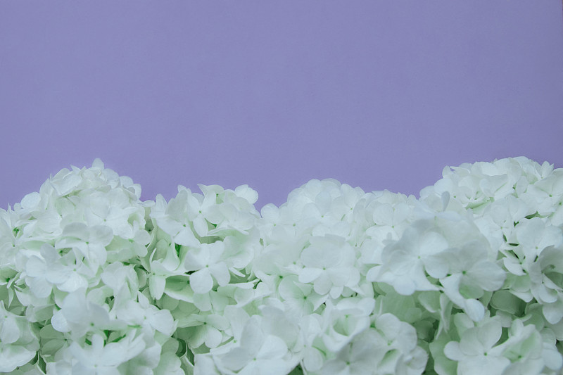 白色绣球花在紫色背景特写。摄影图片