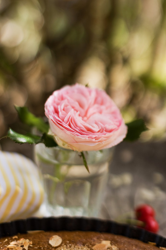粉红色的大卫奥斯汀玫瑰玻璃摄影图片