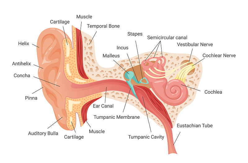 解剖学人耳信息图方案矢量平面插图。内部结构听觉机构图片下载