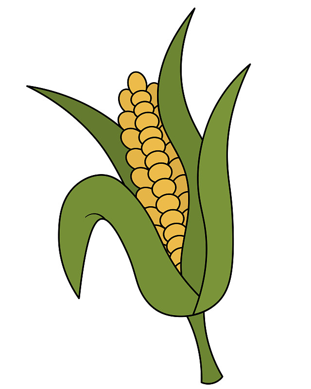 玉米粒简笔画 彩色图片