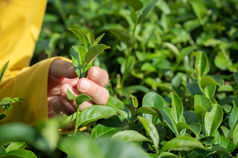 在茶园田里，农民正在用手采摘茶叶。图片下载