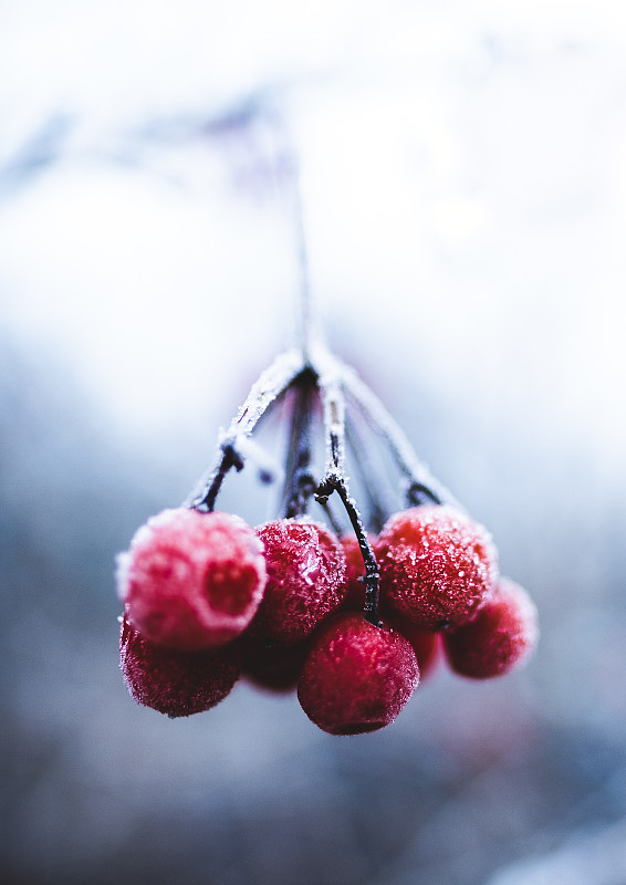 垂直特写拍摄冰冻樱桃挂在树枝在寒冷的冬天的一天图片下载