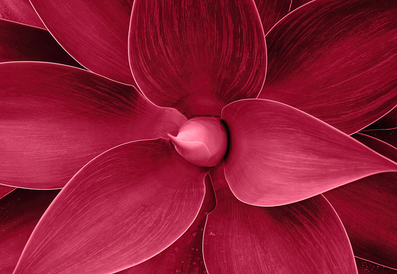 龙舌兰叶莲座特写，抽象的花卉图案。野生龙舌兰狐尾。图像的色调为2023年的红色万岁。图片下载