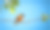 巴尔的摩金莺(黄鹂)摄影图片