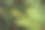 喜玛拉雅靛蓝绿色植物背景摄影图片