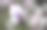 玉兰花，花，中国玉兰(Magnolia x soulangeana) Amabilis栽培品种，巴登-符腾堡州，德国，欧洲摄影图片