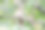 美丽的红色东方杜鹃(Cuculus saturatus, Cercopithecidae)在树梢上飞来飞去寻找食物。在日本东京大田区的东京港野鸟公园。摄于2023年。摄影图片