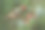 云杉挪威云杉的一个分支，云杉，生长在英国的林地中摄影图片