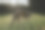 一只惠比特犬走过草坪，在低垂的太阳的映照下摄影图片