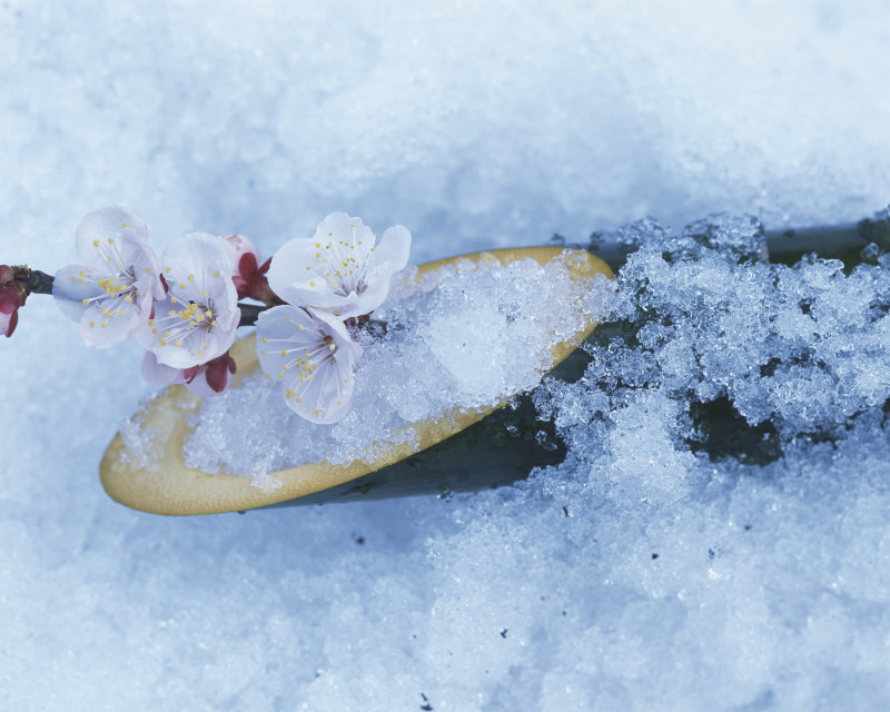 梅花、竹筒都被雪覆盖图片下载
