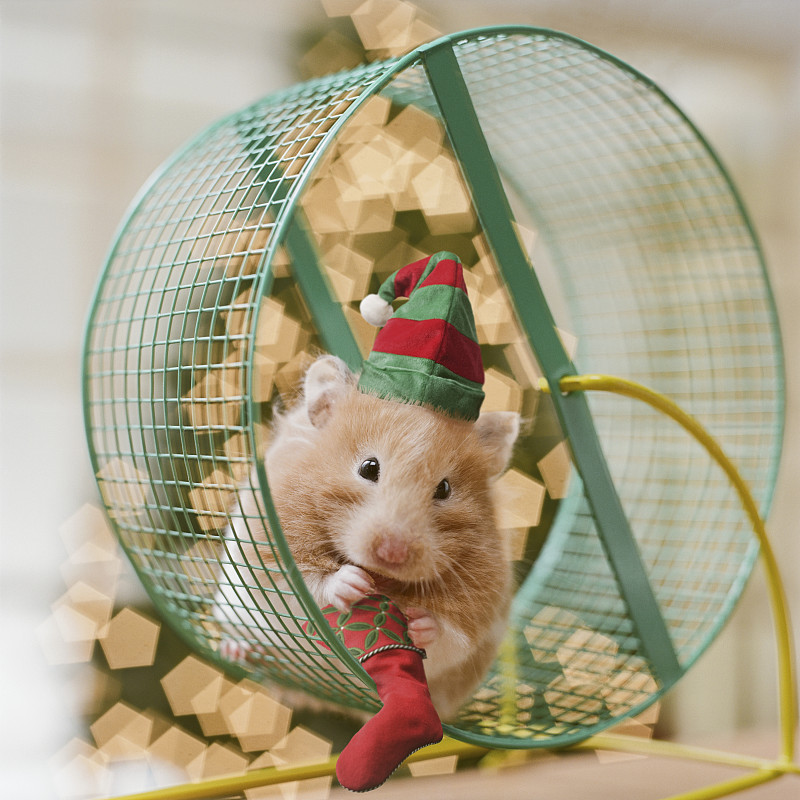仓鼠戴着圣诞帽坐在轮子上，手里拿着小袜子图片下载