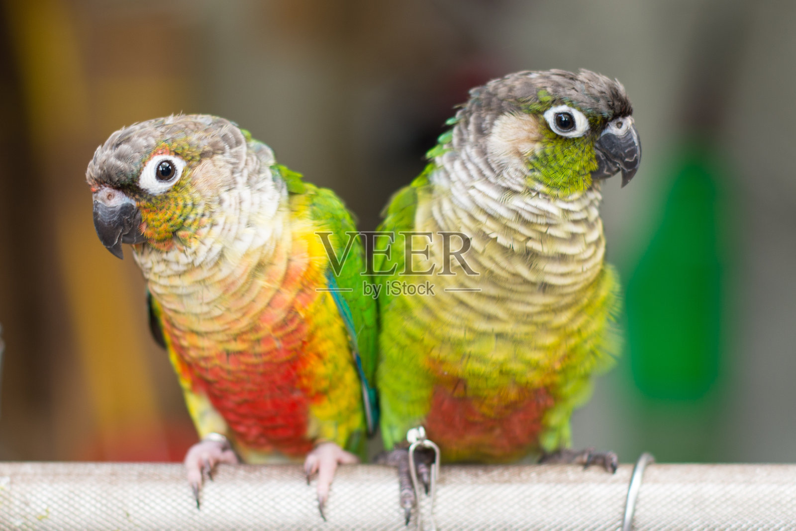 色彩鲜艳的鹦鹉照片摄影图片