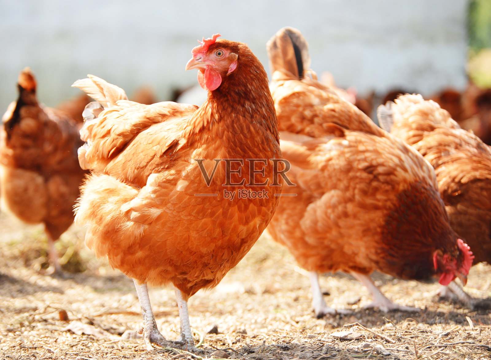 传统放养家禽农场的鸡照片摄影图片