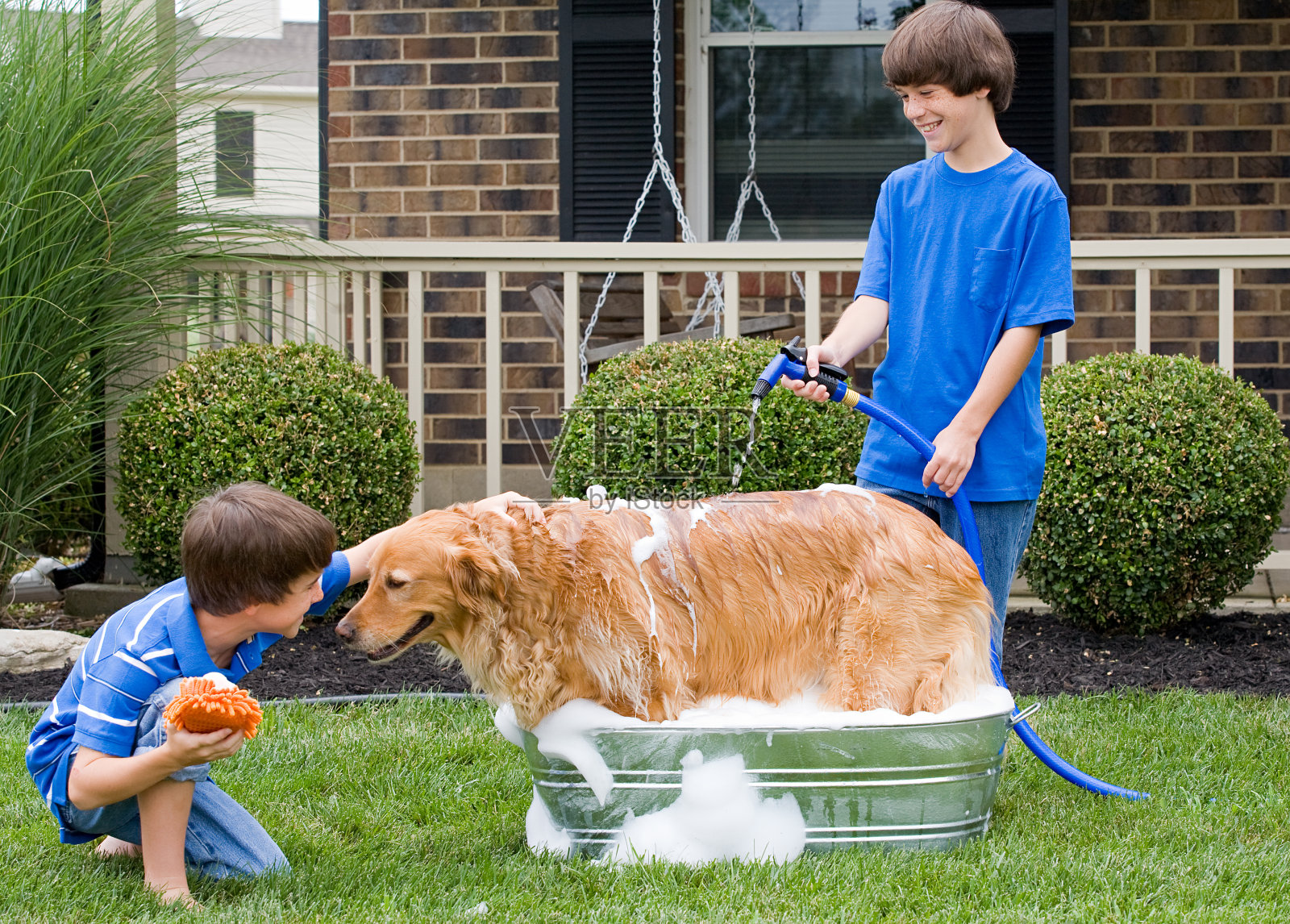 两个小男孩在外面给一只金毛猎犬洗澡照片摄影图片