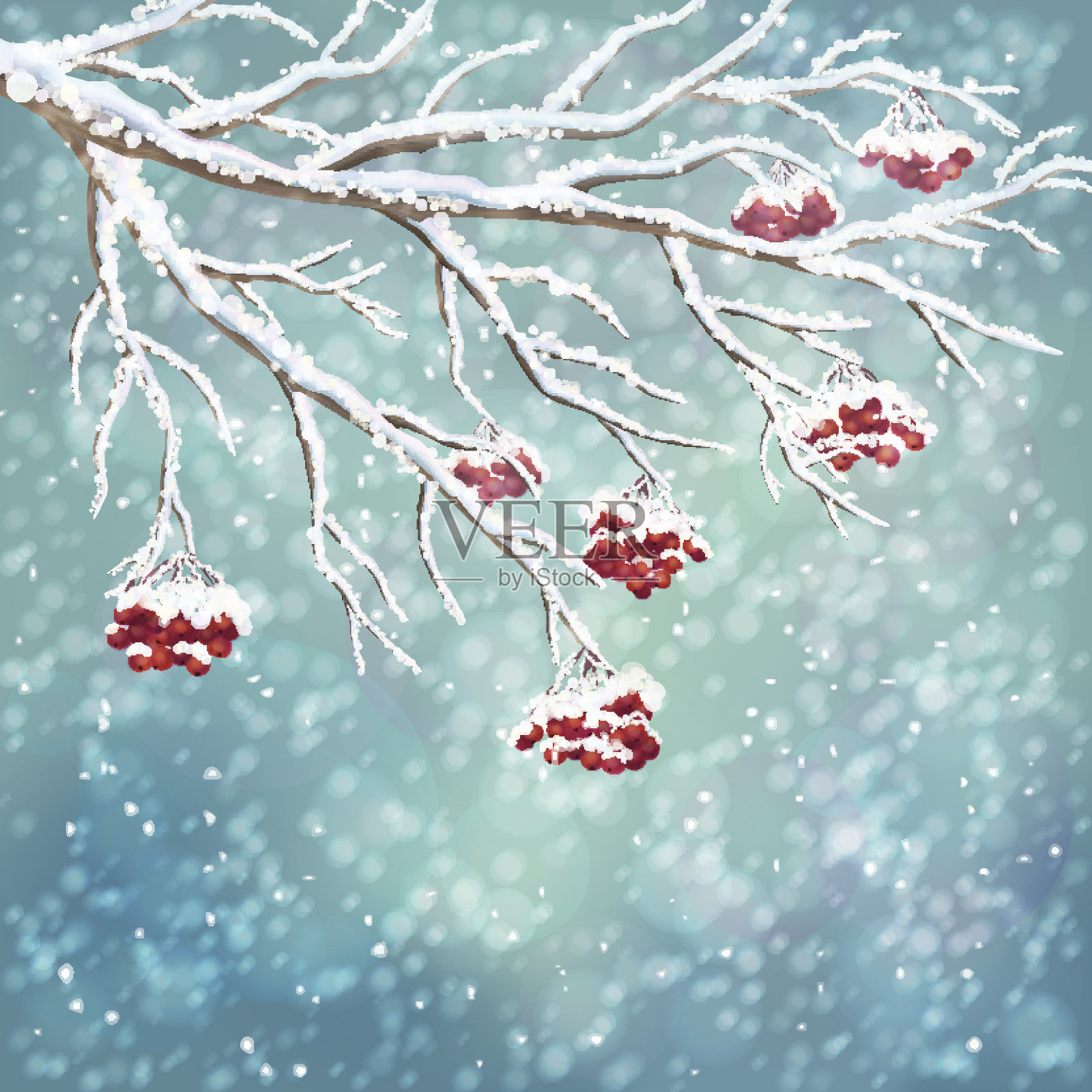 冬雪覆盖的rowanberry枝背景插画图片素材