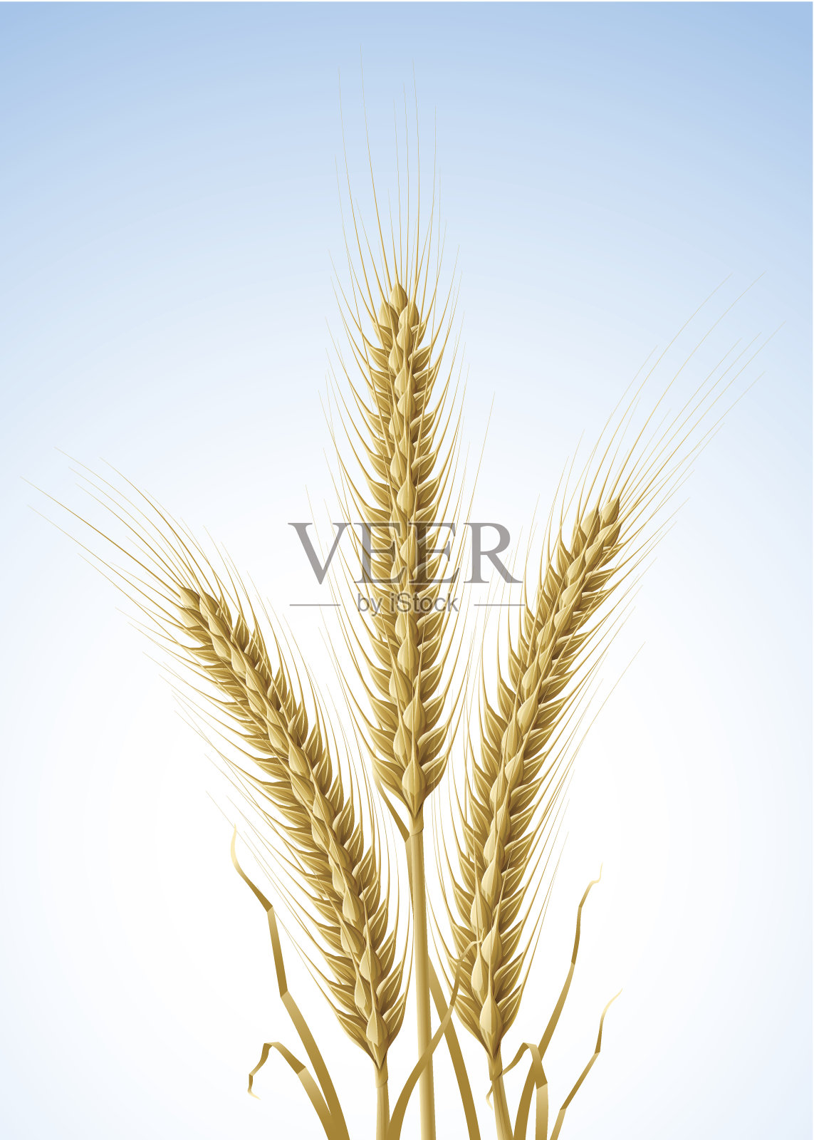 小麦黄穗插画图片素材