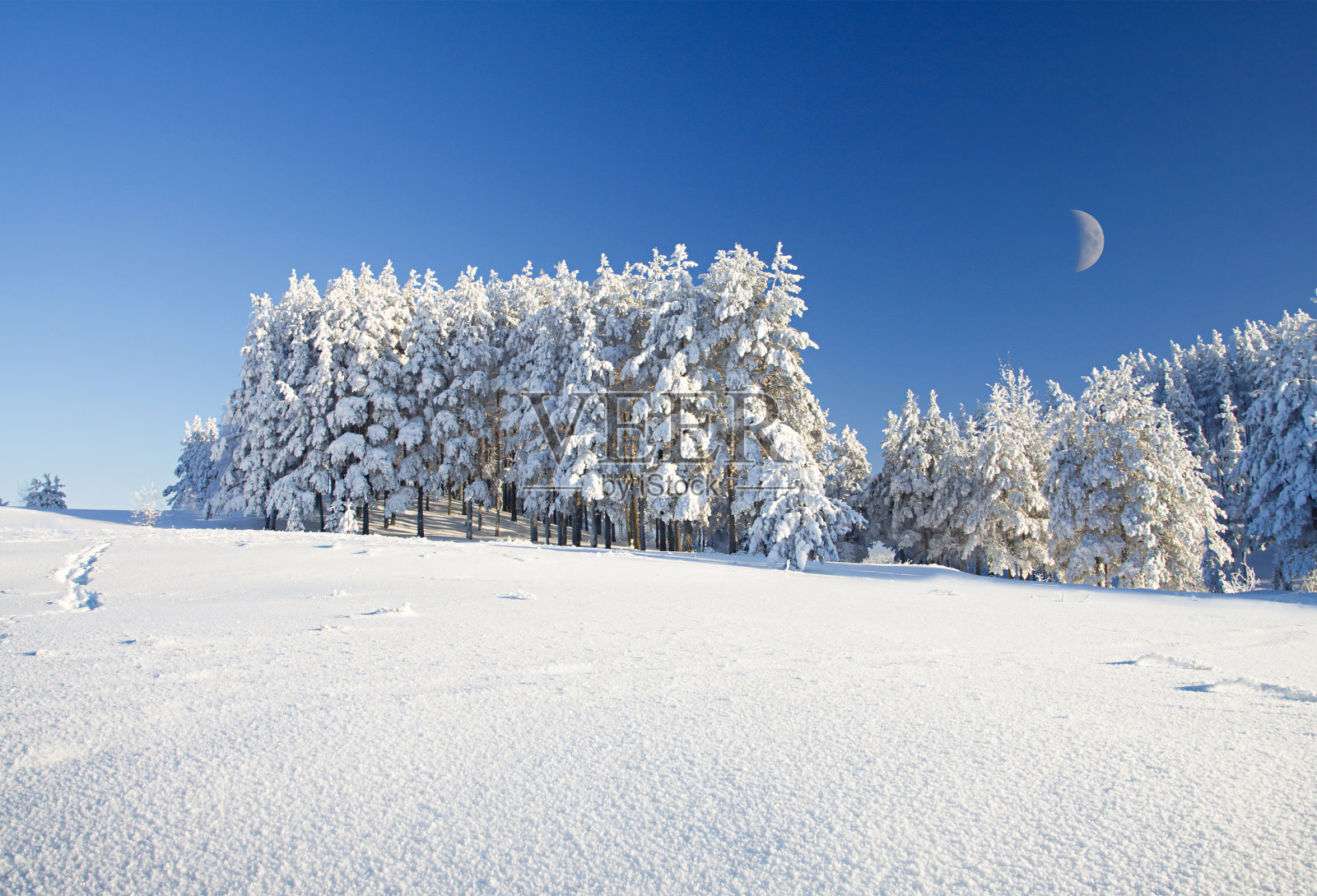 雪地和森林下的蓝天与新月照片摄影图片