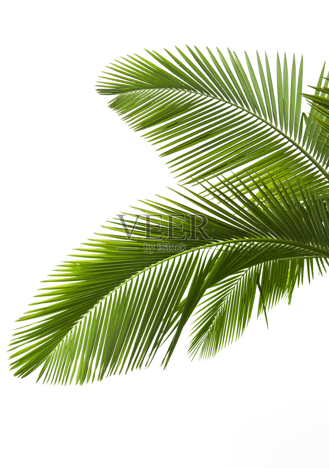 绿色的棕榈树照片摄影图片