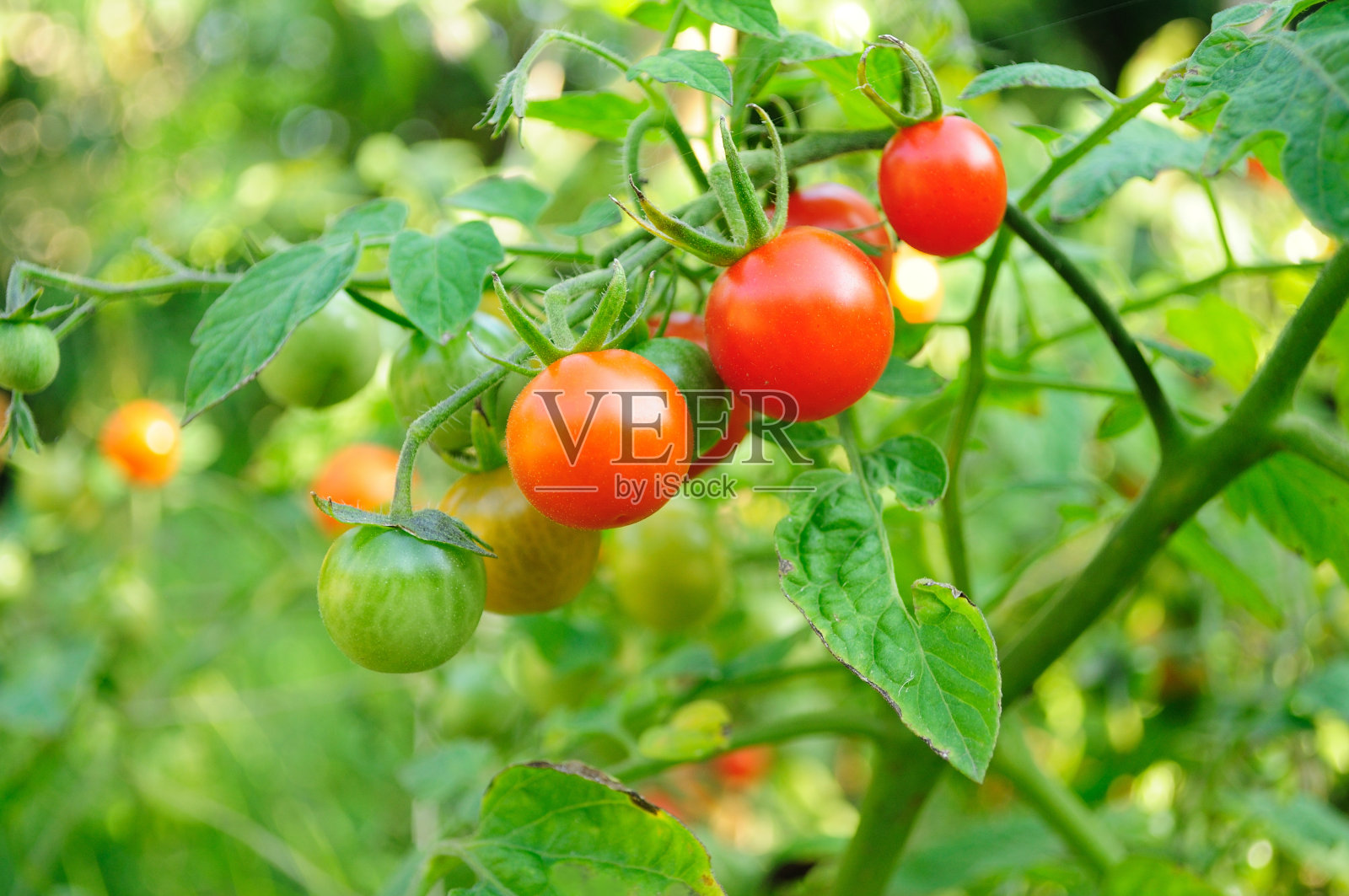 悬挂在植株上的樱桃番茄的特写照片摄影图片