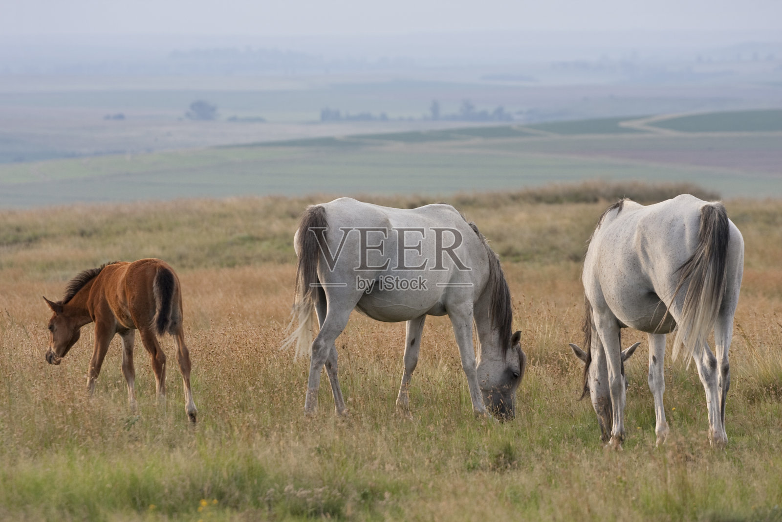 阿拉伯马和小马驹照片摄影图片