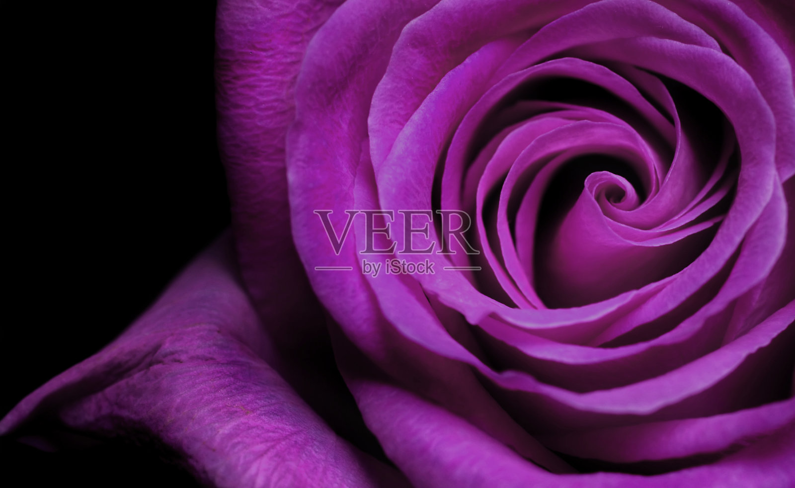 紫色的玫瑰照片摄影图片
