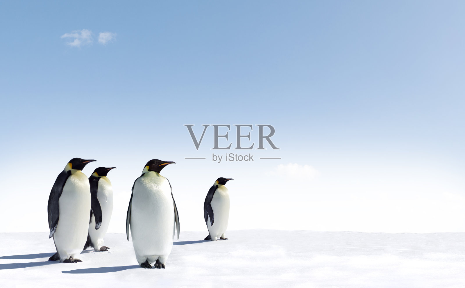 四只企鹅站在浅蓝的天空下的雪地上照片摄影图片