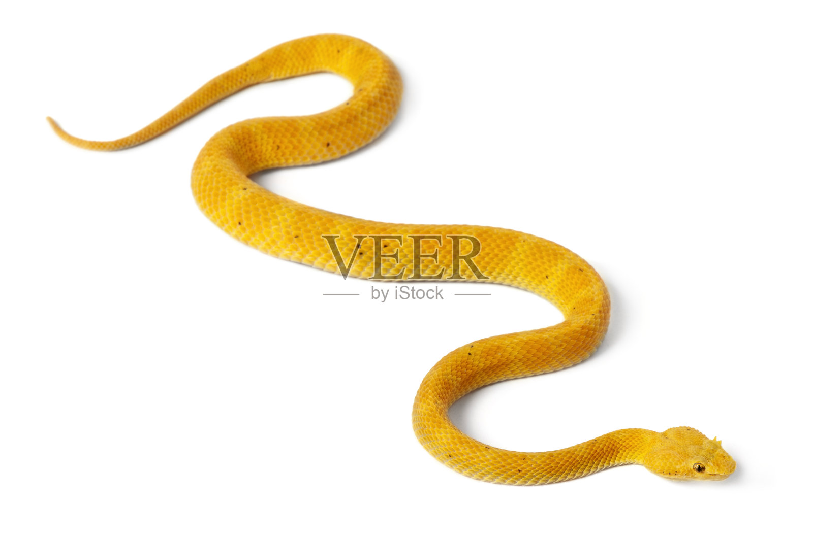 白色背景上的一条有毒的黄色睫毛毒蛇照片摄影图片
